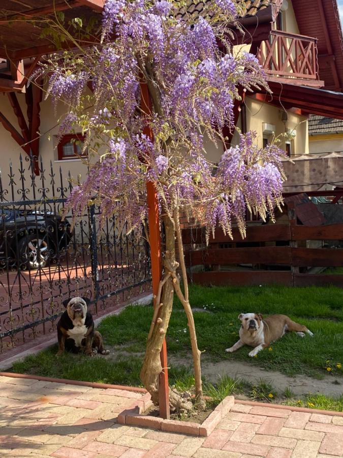 Villa Negra Motel Berzence Buitenkant foto